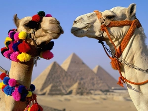 Funny, Camels