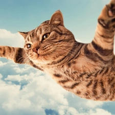 flying, clouds, Funny, cat