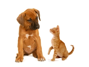 dog, Funny, Rhodesian ridgeback, cat