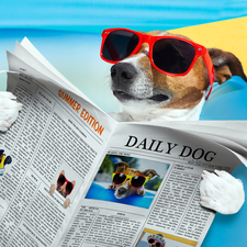 Jack Russell Terrier, Paper, Funny, Glasses