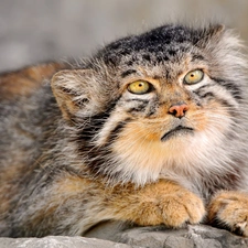 Fur, Manul, Drapie?nik