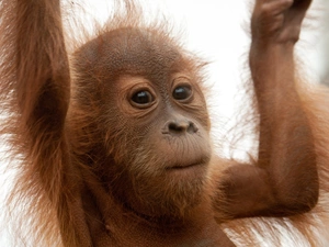 Fur, young, orangutan