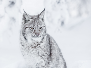 Snowy, Fur, winter, snow, Lynx