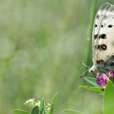 fuzzy, background, butterfly, Colourfull Flowers, White