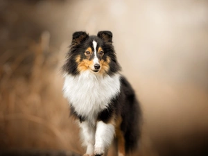 dog, fuzzy, background, shetland Sheepdog