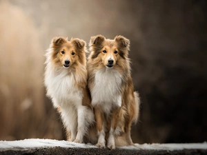Dogs, fuzzy, background, Shetland Sheepdogs