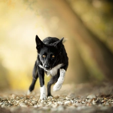 Border Collie, dog, fuzzy, background, Stones, running