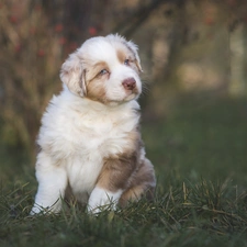 Australian Shepherd, dog, fuzzy, background, grass, Puppy