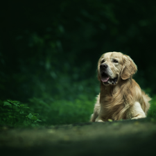 fuzzy, background, Golden Retriever, Plants, dog