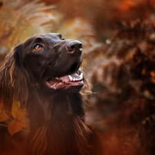 fuzzy, background, Irish Setter, muzzle, dog