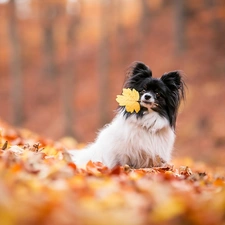 fuzzy, background, Miniature Continental Toy Spaniel Papillon, Leaf, dog