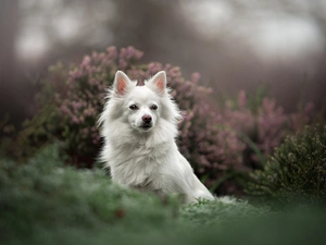 Japanese Spitz, White, fuzzy, heathers, muzzle, dog