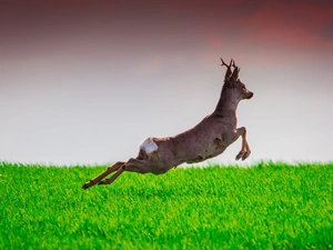 gallop, deer, grass