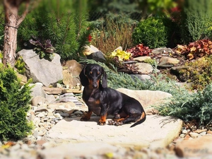Garden, dachshund