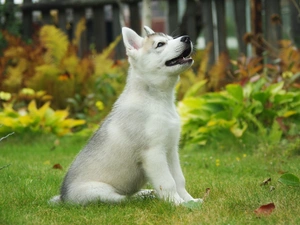 Garden, Husky, Puppy