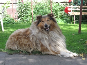 Scottish Shepherd Collie, Garden