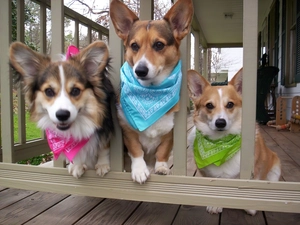 scarves, gate, Dogs, color, Three