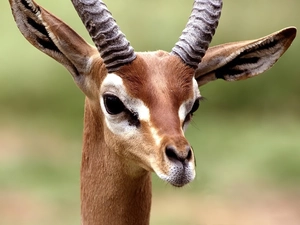 gazelle, Antelope
