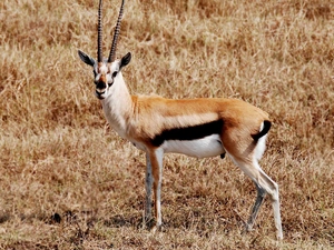 gazelle Thompsona