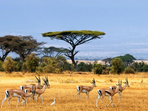 gazelles, savanna, Antelope
