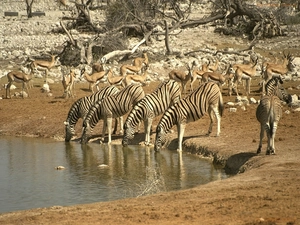 watering place, zebra, gazelles