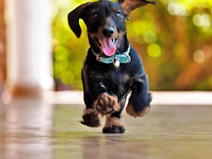 dachshund, gear, Tounge, dog-collar