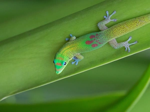 gecko, Green