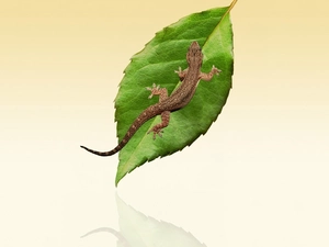 lizard, Cyrtodactylus, leaf, gecko