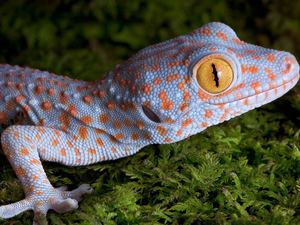 lizard, Toke, Moss, gecko