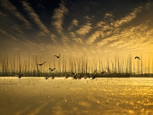 flying, lake, wild, geese, birds, Cane