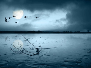 geese, frozen, lake