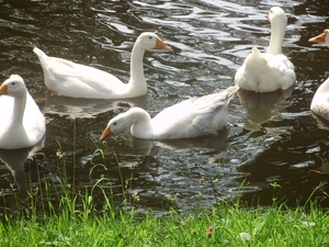 Pond - car, White, geese