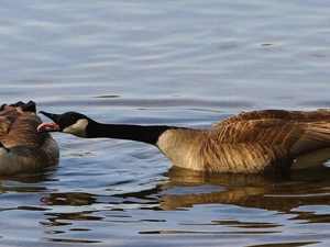 geese, water