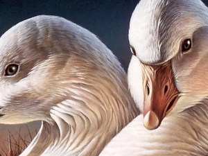 geese, portrait, white