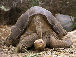 George, large, turtle