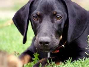 Black, Braque Saint-Germain