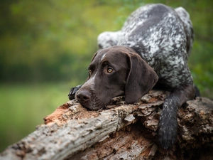 dog, Braque Saint-Germain, trees, lying