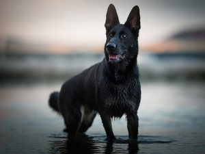 water, dog, Black German Shepherd Dog