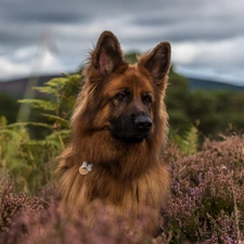 heathers, Long Haired German Shepherd, dog