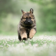 Flowers, daisies, Puppy, German Shepherd, dog