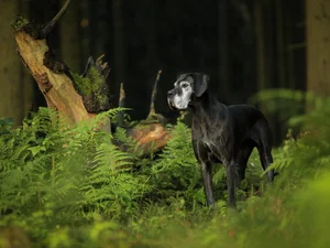 fern, dog, Dog German