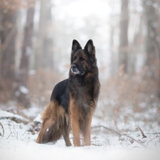 winter, Long Haired German Shepherd, forest