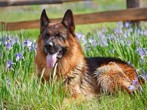 Irises, sheep-dog, german