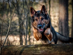 jump, sheep-dog, german