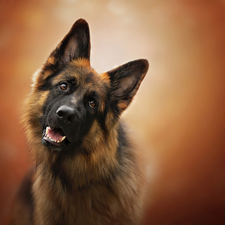 muzzle, dog, German Shepherd