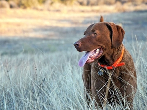 German Shorthaired Pointer