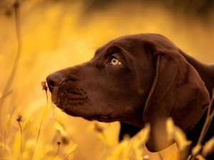 German Shorthaired Pointer