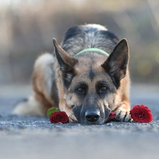 dog, German Shepherd, roses, lying