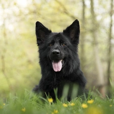 Black German Shepherd Dog, Meadow