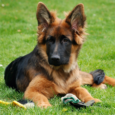 dog, German Shepherd, grass, Puppy